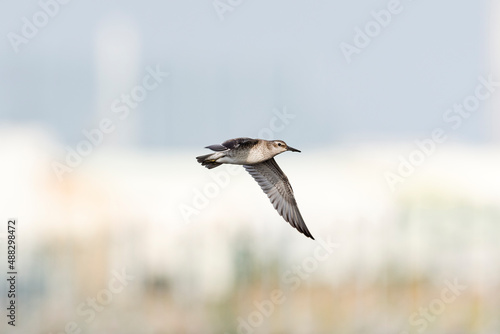                        red knot 