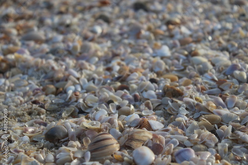 Shells and stones on sand beach © estel_absolute