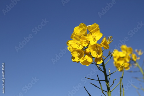 Rape blossoms with a beautiful backdrop of blue sky.