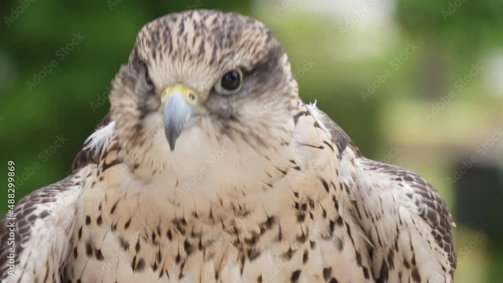 small falcon in nature 4k small falcon in nature 4k