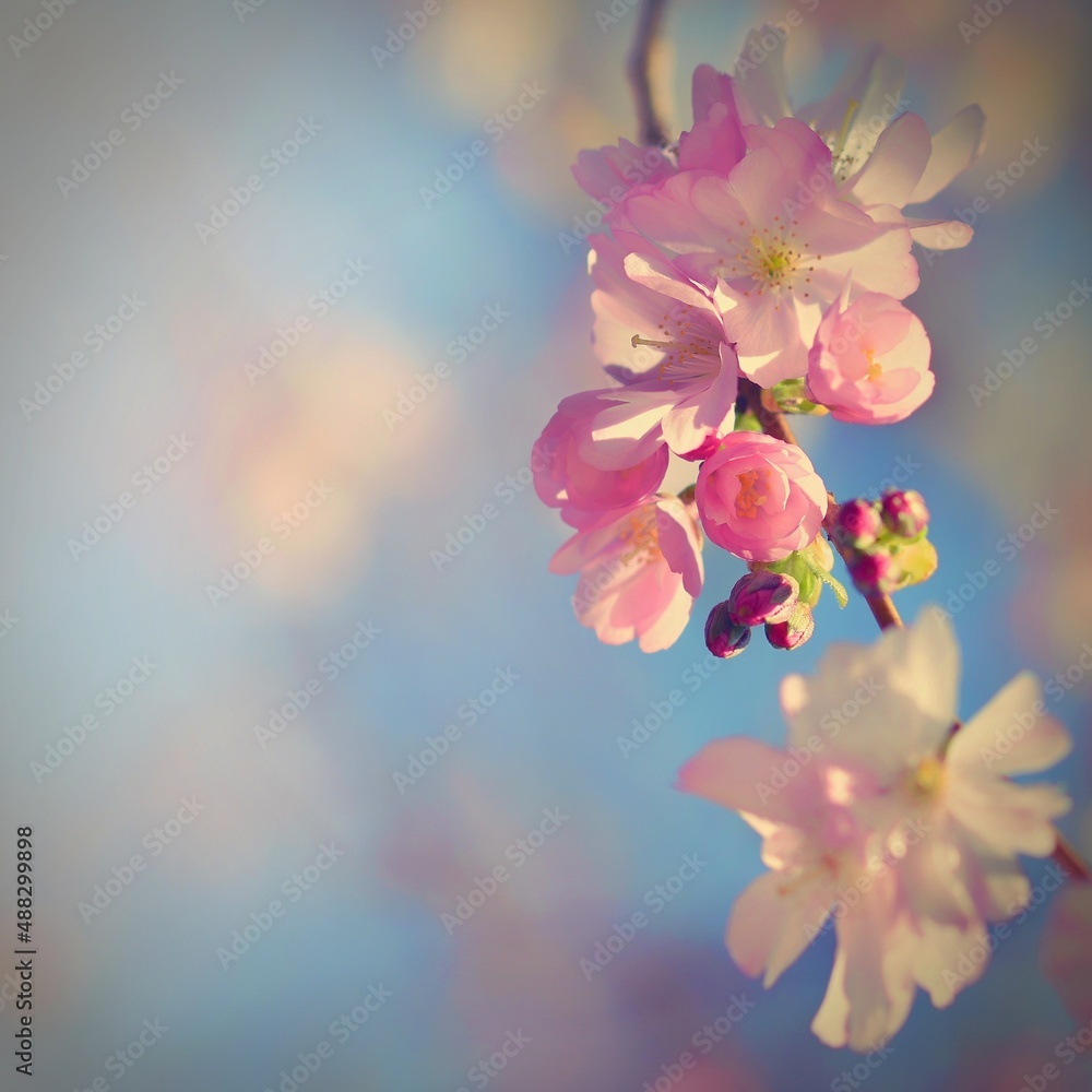 Beautiful blossom tree. Nature scene with sun on Sunny day. Spring flowers. Abstract blurred background in Springtime.