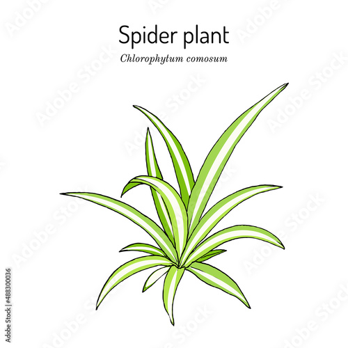Spider plant Chlorophytum comosum , medicinal and house plant.