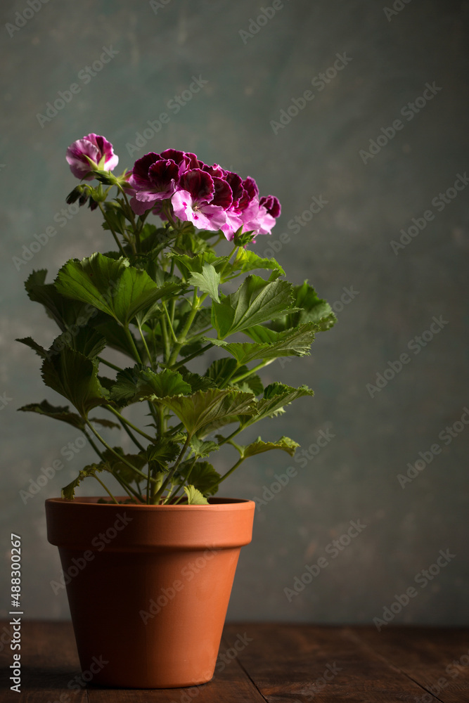 Royal pelargonium flower in a ceramic pot on a gray background Royal pelargonium flower in a ceramic pot on a gray background