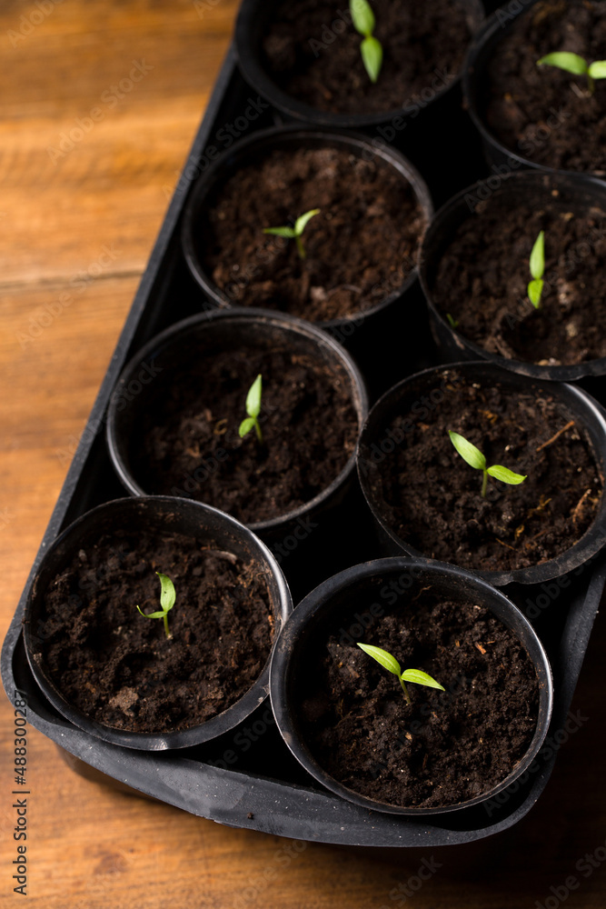 Seedlings of pepper in pots, seedlings for giving Seedlings of pepper in pots, seedlings for giving