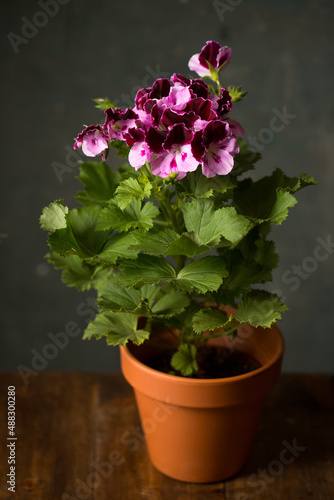 pelargonium flower in a ceramic pot