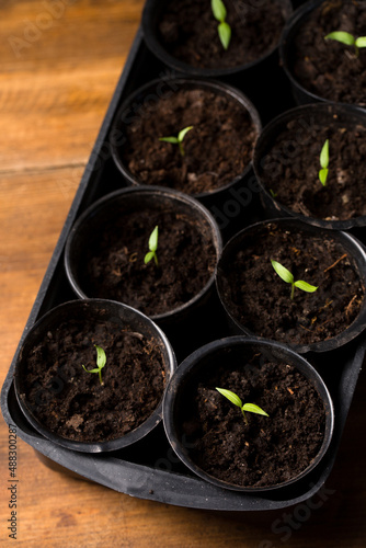 Seedlings of pepper in pots, seedlings for giving