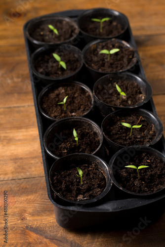 Seedlings of pepper