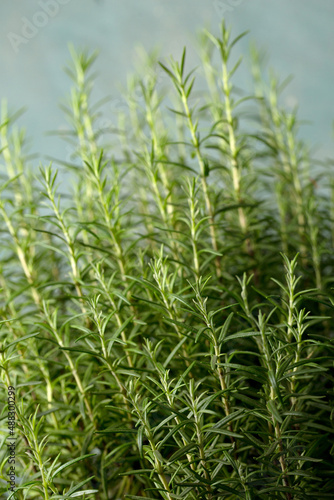 Branches of rosemary