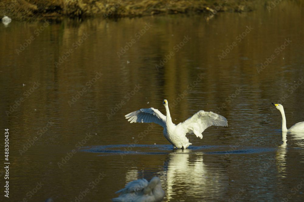 冬鳥 Stock Photo Adobe Stock