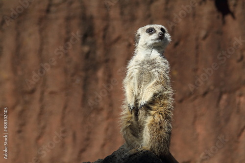 Meerkat standing looking for something.  © jackdreamhd