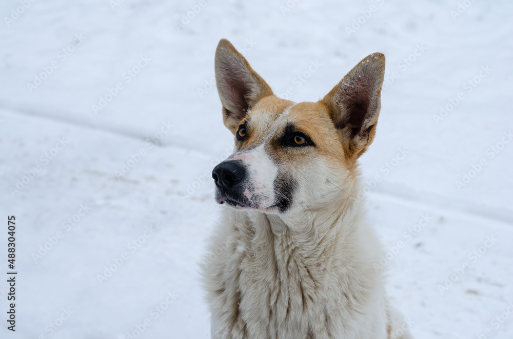 Portrait of an adult male in white and red coloration. A homeless dog sitting on a snow-covered street. Winter time. No people.