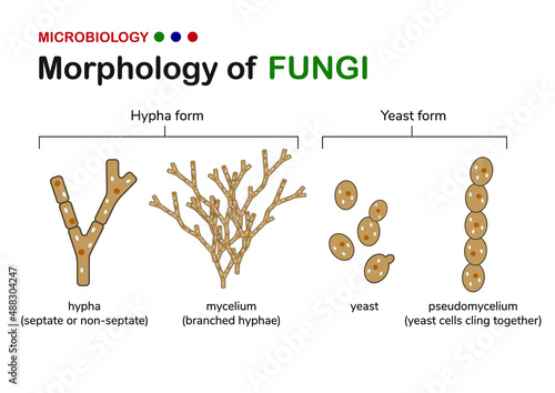 Microbiology illustration shows basic morphology of fungi including hypha or hyphae form (mycelium) and yeast form with unicellular and pseudomycelium   