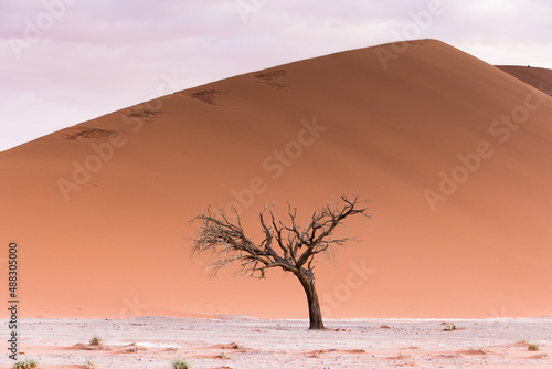 Minimal shot of dead tree and sand dunes in the desert 