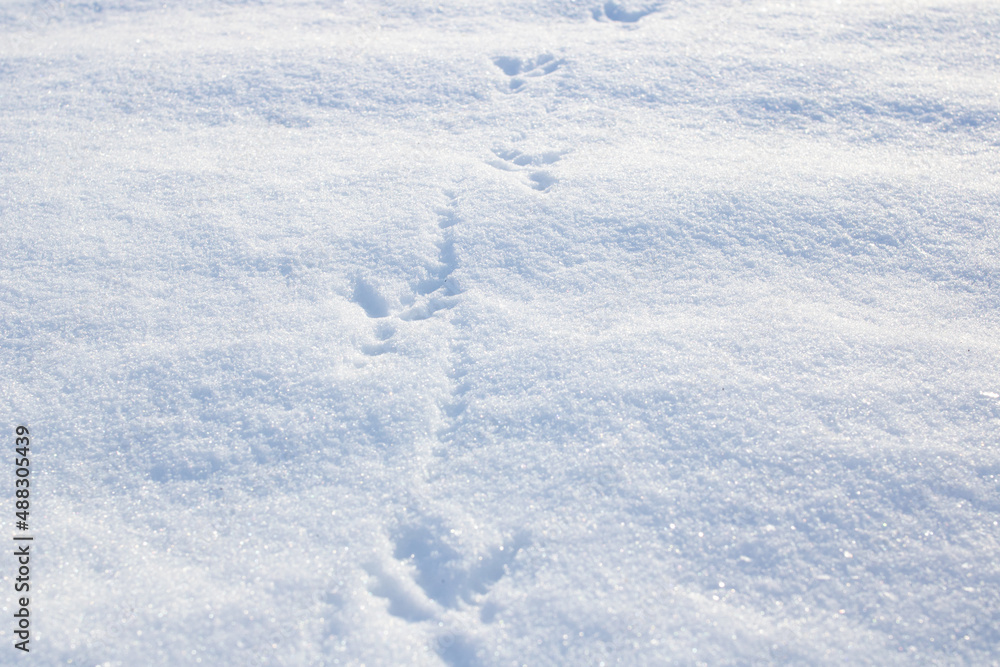 Bird footprints in the snow in sunlight