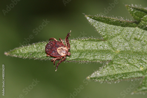 Dermacentor marginatus waiting on a nettle leaf 