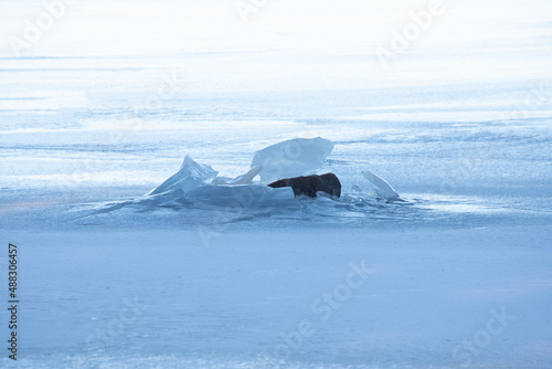 Texture of winter ice surface. Blue natural ice background. Farnebofjarden national park in north of sweden.