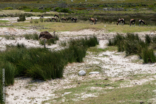 Cape of Good Hope