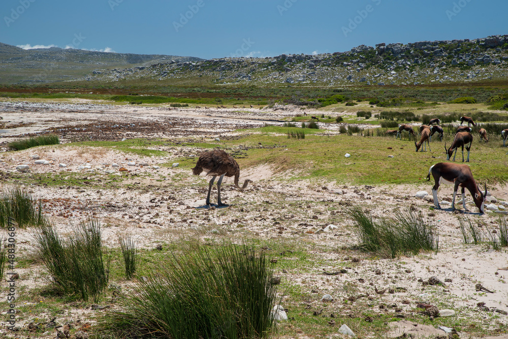 Cape of Good Hope