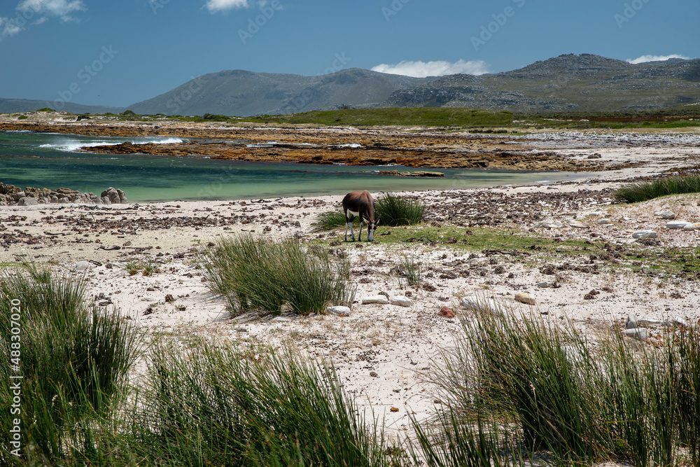 Cape of Good Hope