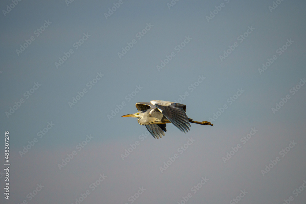 Obraz premium アオサギ