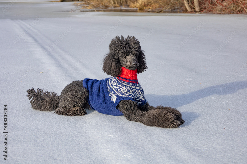 When Does A Poodle Need A Coat In Winter