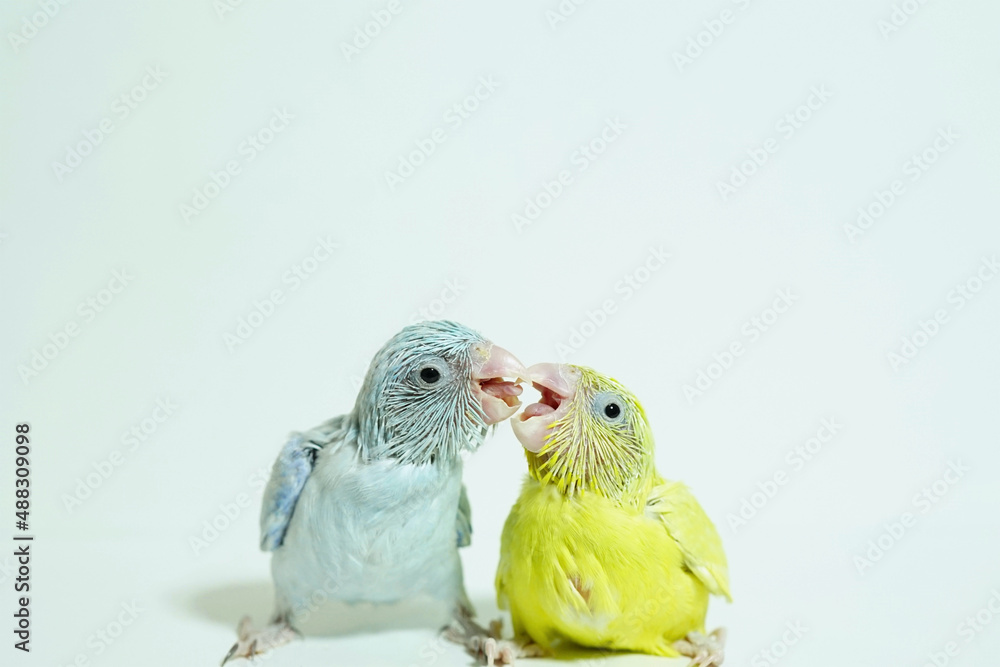 Forpus 2 baby bird newborn (American yellow and white color) sibling pets feeding each other standing on white background, the domestic animal is the smallest parrot in the world.