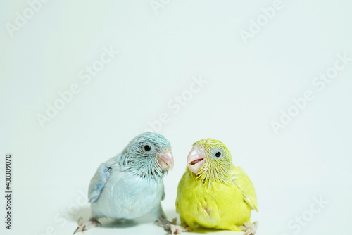 Forpus 2 baby bird newborn (American yellow and white color) sibling pets standing on white background, the domestic animal is the smallest parrot in the world.