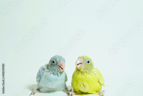 Forpus 2 baby bird newborn (American yellow and white color) sibling pets standing on white background, the domestic animal is the smallest parrot in the world.