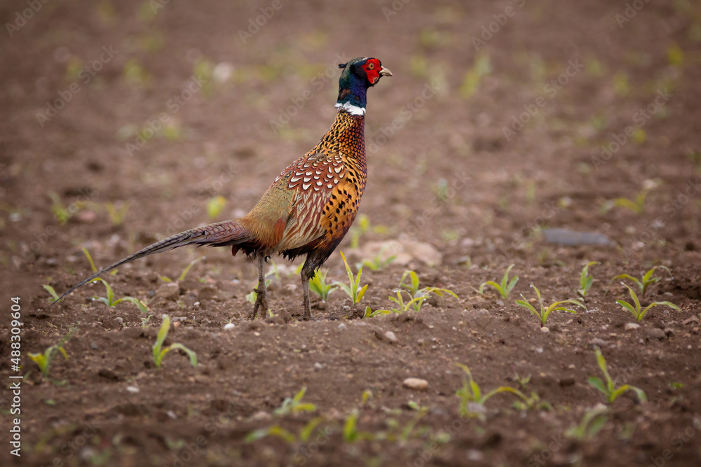 Fototapeta premium The common pheasant (Phasianus colchicus)