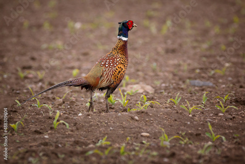 Wallpaper Mural The common pheasant (Phasianus colchicus) Torontodigital.ca
