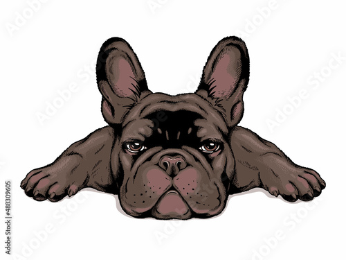 Black french bulldog puppy. Stylish image to print on any surface
 photo