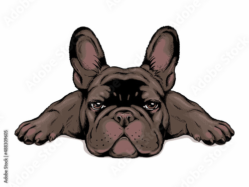 Black french bulldog puppy. Stylish image to print on any surface

