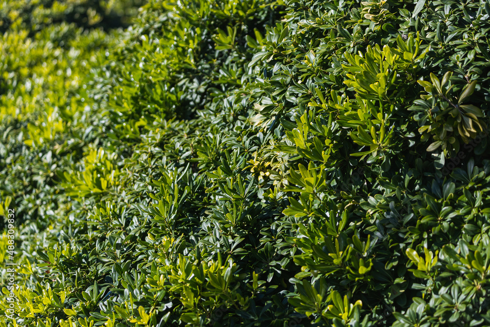 Close-up of a beautiful fresh bush branch with green leaves, the background is blurred.