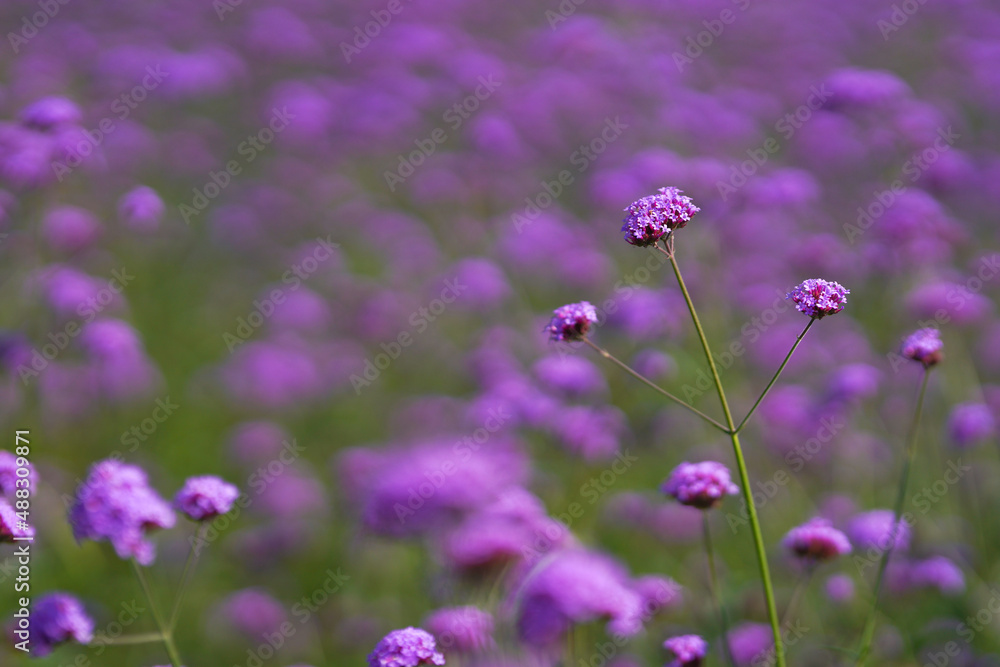 Aster Purple Flower on field Aster Purple Flower on field