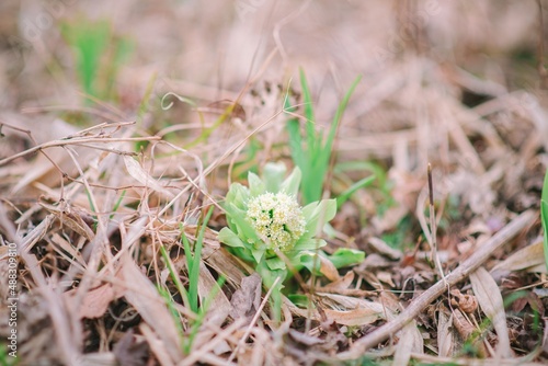 close up of grass