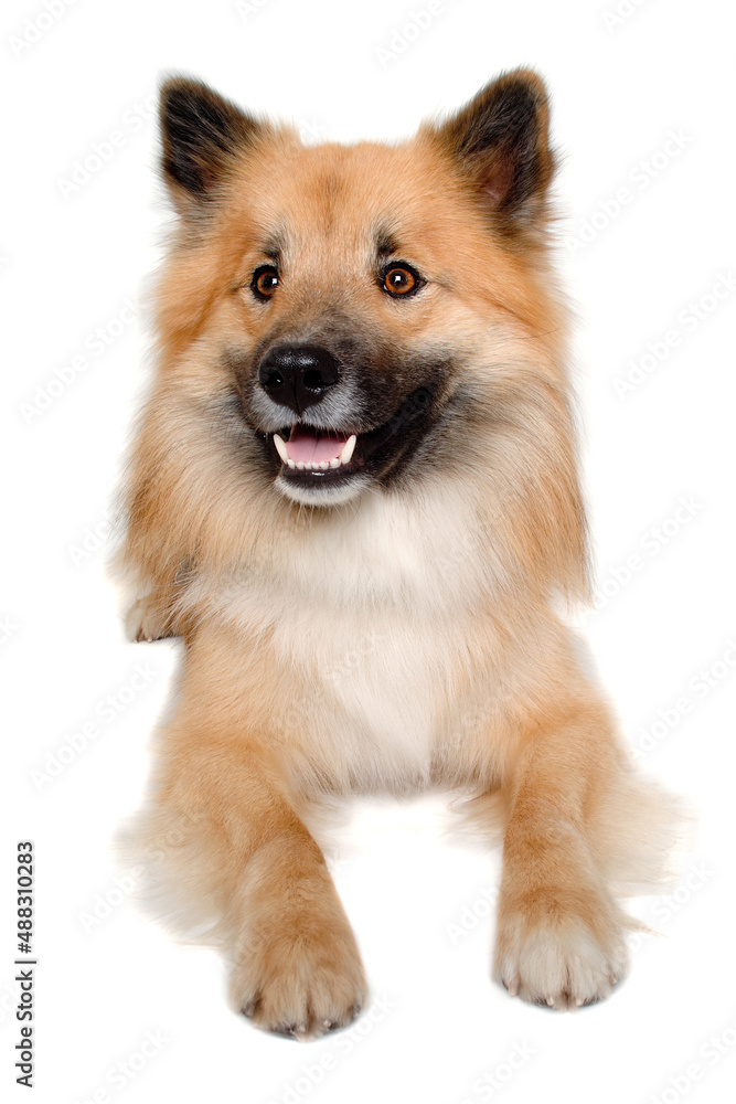 Obraz premium Happy Eurasier dog
