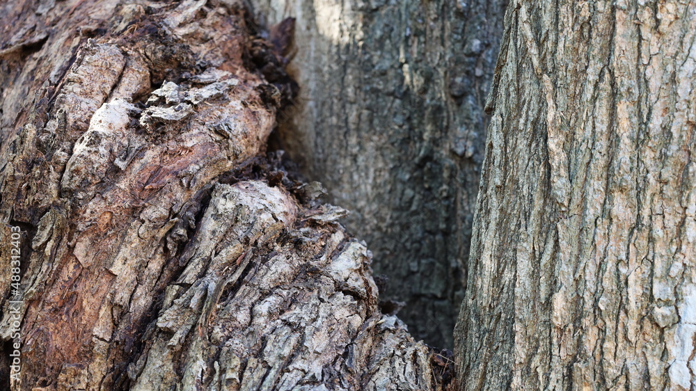 Fototapeta premium Bark background of the tree. Old tree bark texture in many years old forest. Close-up and select focus