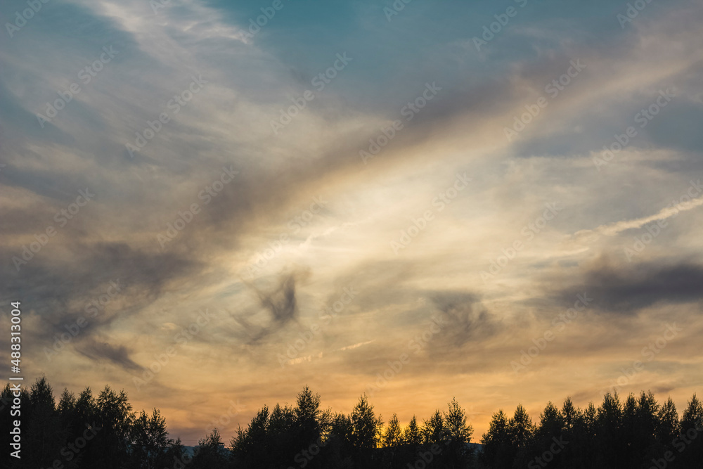 Fototapeta premium sunset in the forest