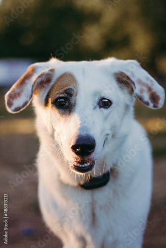 portrait of a dog