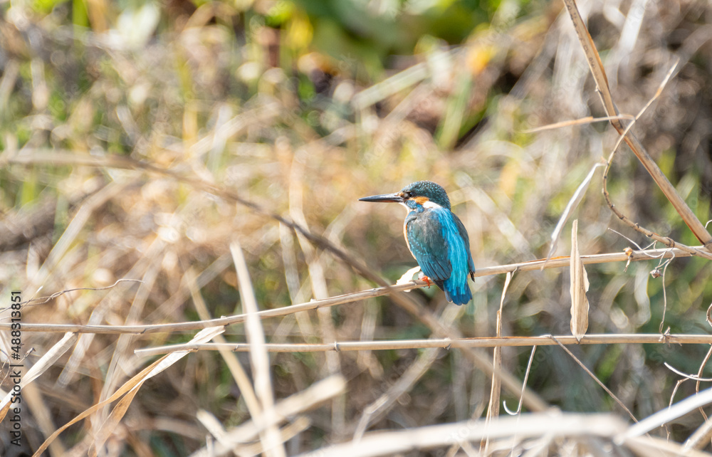 Obraz premium 美しき青い鳥 カワセミ