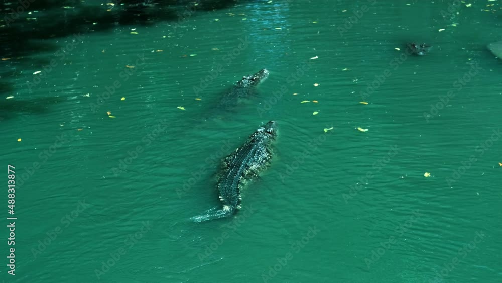Crocodile swim on a lake, Crocodiles head with teeth in a river, Alligator being aggressive eating in swamp, sunny day at zoo. Caiman bites down aggressively during feeding, Splashing. Crocodile swim on a lake, Crocodiles head with teeth in a river, Alligator being aggressive eating in swamp, sunny day at zoo. Caiman bites down aggressively during feeding, Splashing.