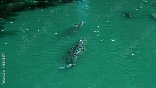 Crocodile swim on a lake, Crocodiles head with teeth in a river, Alligator being aggressive eating in swamp, sunny day at zoo. Caiman bites down aggressively during feeding, Splashing.