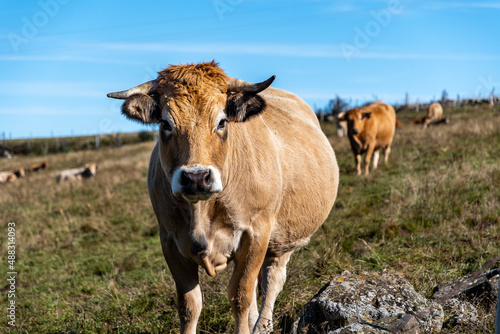 Fototapeta Naklejka Na Ścianę i Meble -  Magnifique vache nous regardant au bord du chemin de randonnée du signal du Luguet en Auvergne par une belle journée ensoleillée