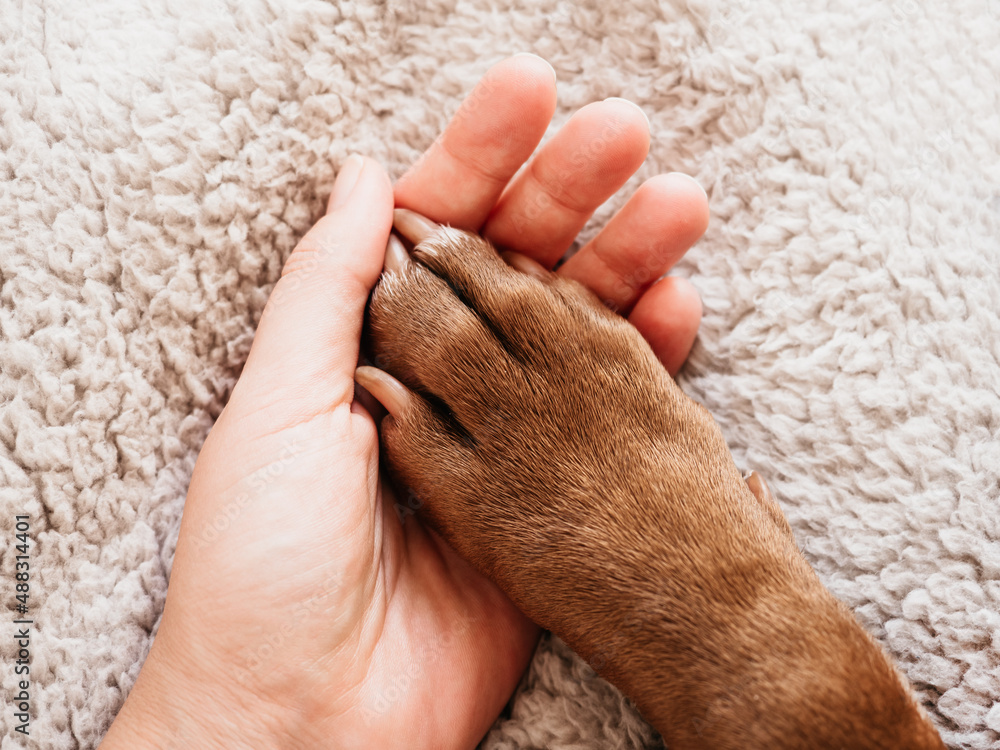 Male hands hold dog paws. Close-up, indoors, view from above. Day light. Pet care concept