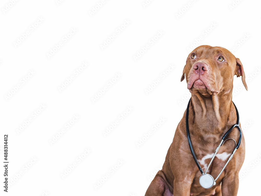 Lovable, pretty puppy of brown color. Close-up, indoor, isolated background. Day light. Pet care concept