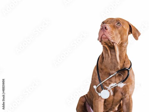 Lovable  pretty puppy of brown color. Close-up  indoor  isolated background. Day light. Pet care concept