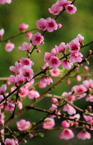 pink cherry blossoms, Plum blossom, pink cherry tree. cherry blossoms background, selective focus.