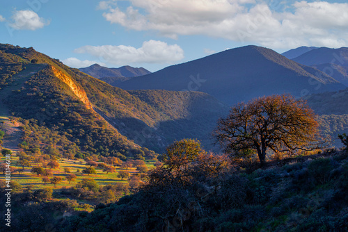 Arroyo Seco Canyon Trees