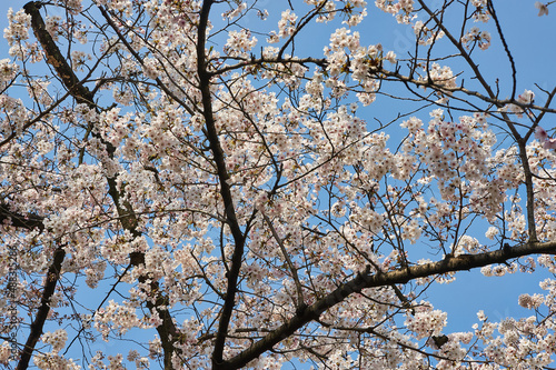 東京都　横網町公園の桜　
 photo