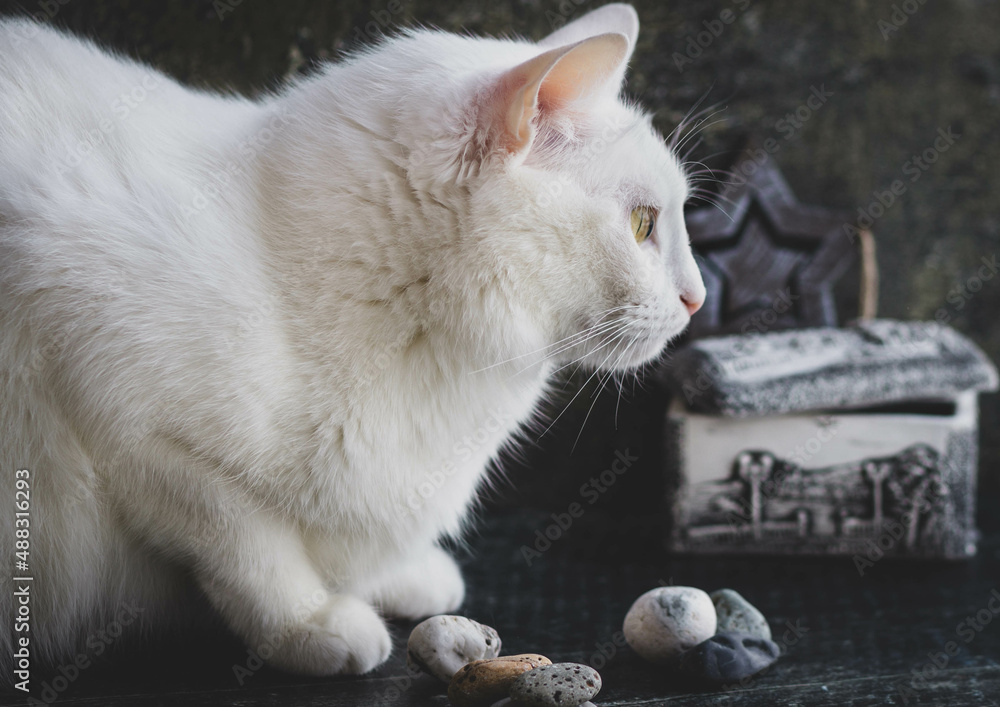 Fototapeta premium White cat